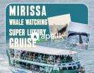 Whale Watching Mirissa